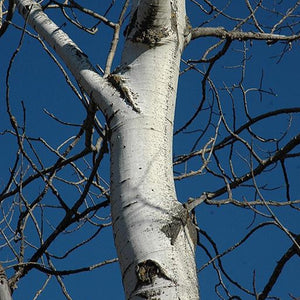 Populus tremuloides (Peuplier faux-tremble)
