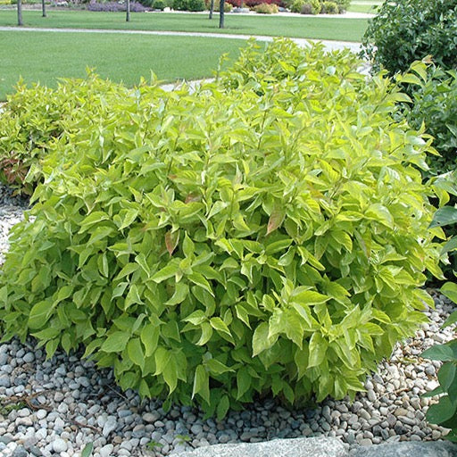 Cornus alba 'Golden Prairie Fire' (Cornouiller blanc ‘Golden Prairie Fire’)