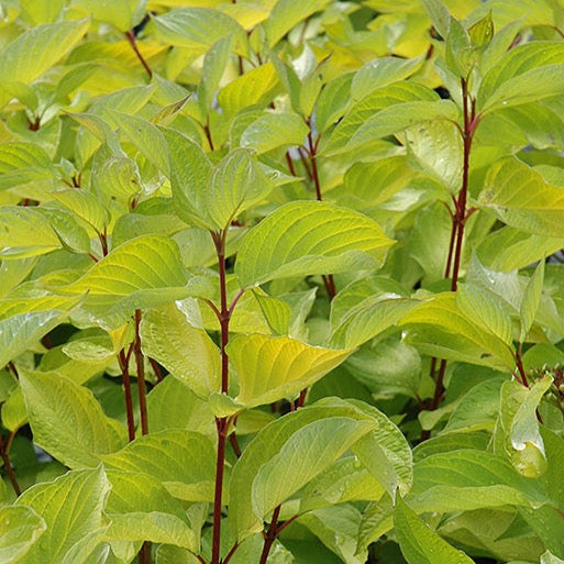 Cornus alba 'Golden Prairie Fire' (Cornouiller blanc ‘Golden Prairie Fire’)