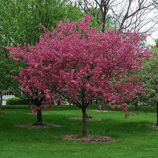 Malus 'Prairie Fire' (Pommetier 'Prairie fire')