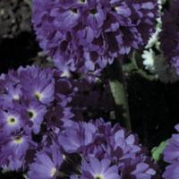 PRIMULA denticulata ‘Blue Selection’