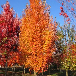 Acer rubrum 'Armstrong gold' (Érable rouge 'Armstrong Gold')