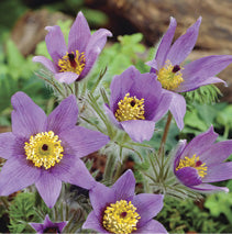 PULSATILLA vulgaris