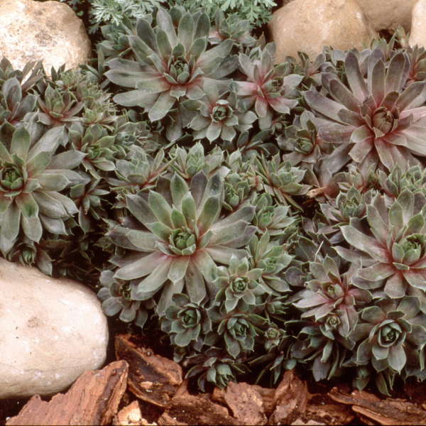 Sempervivum tectorum 'Purple Beauty' (Joubarbe 'Purple Beauty')