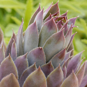 Sempervivum tectorum 'Purple Beauty' (Joubarbe 'Purple Beauty')