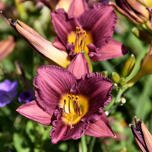 Hemerocallis 'Purple D'Oro' (Hémérocalle 'Purple D'Oro')