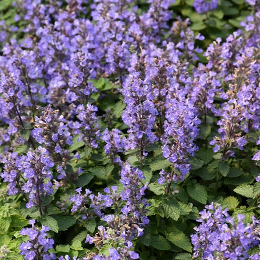 Nepeta faassenii 'Purrsian Blue' (Herbe aux chats ornementale ‘Purrsian Blue’)