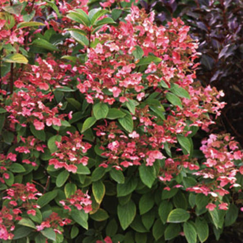 Hydrangea paniculata 'Quick Fire' PW (Hydrangée paniculée ‘Quick Fire’)