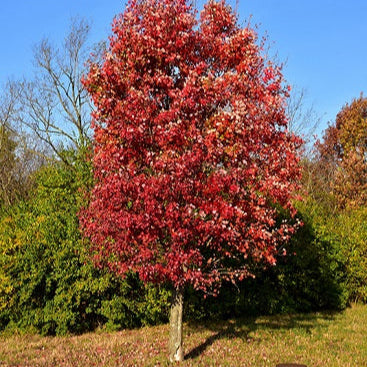 Érable rouge ‘Autumn Flame’ (Acer rubrum 'Autumn Flame')