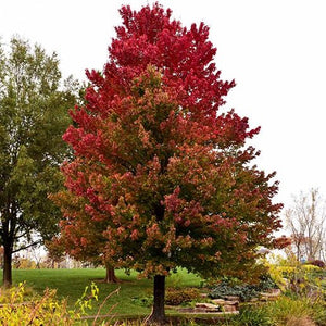 Érable rouge Red Sunset / Acer rubrum Red Sunset / Red Sunset Red Maple in autumn