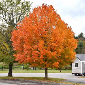 Érable à sucre | Acer saccharum | Sugar Maple - Autumn
