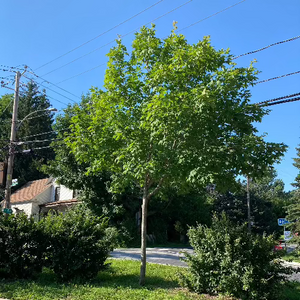 Érable à sucre | Acer saccharum | Sugar Maple Summer