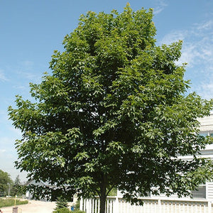 Érable à sucre 'Fall Fiesta' (Acer saccharum 'Fall Fiesta') en été 