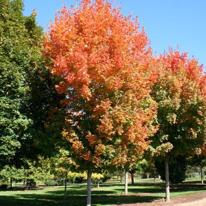 Érable à sucre ‘Legacy’ (Acer saccharum 'Legacy') Autumn