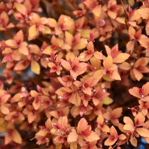 Spiraea japonica 'Rainbow Fizz' BE (Spirée japonaise ‘Rainbow Fizz’)