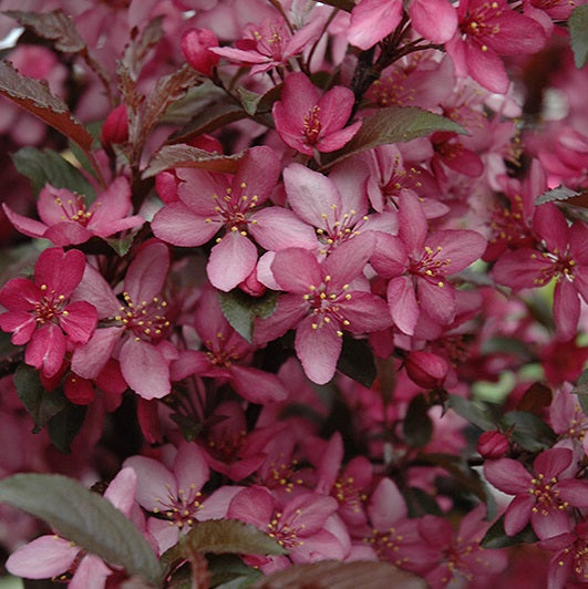 Malus 'Royal Raindrop' (Pommetier 'Royal Raindrop')