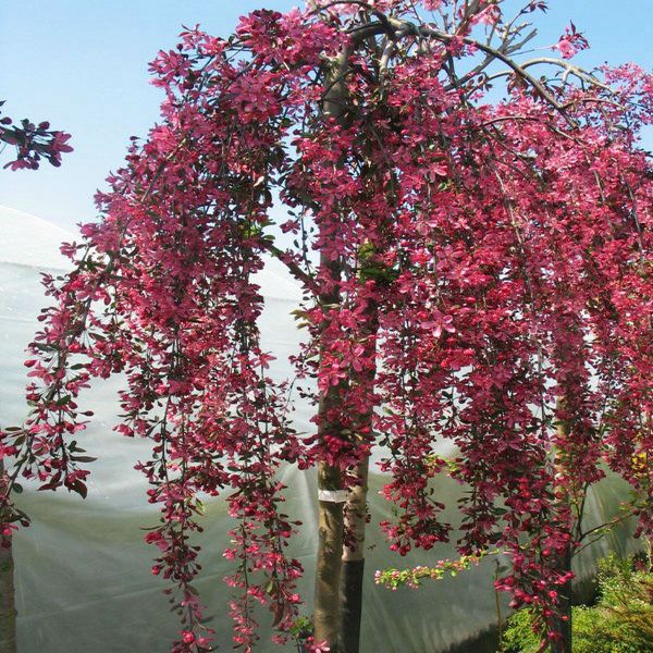 Malus 'Royal Beauty' (Pommetier pleureur 'Royal Beauty’)