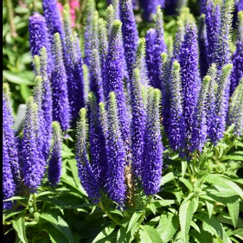 Veronica spicata 'Royal Candles' (Véronique à épis 'Royal Candles')