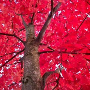 Acer rubrum (Érable rouge)