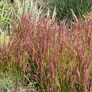 Imperata cylindrica 'Red Baron' (Herbe rouge du japon 'Red Baron')
