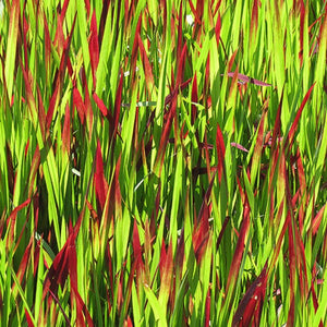 Imperata cylindrica 'Red Baron' (Herbe rouge du japon 'Red Baron')