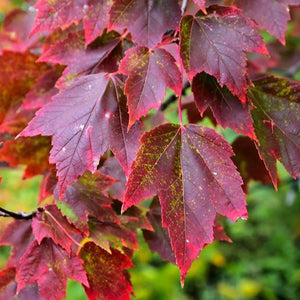Acer rubrum 'Red Sunset' (Érable rouge ‘Red Sunset’)