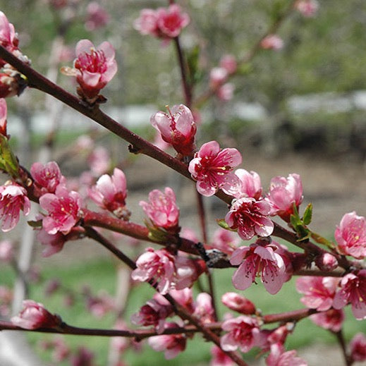 Prunus persica 'Reliance' (Pêcher ‘Reliance’)
