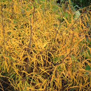 Rhamnus frangula 'Asplenifolia' (Bourdaine à feuilles découpées)