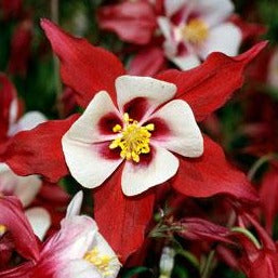 AQUILEGIA Musik Rouge & Blanc