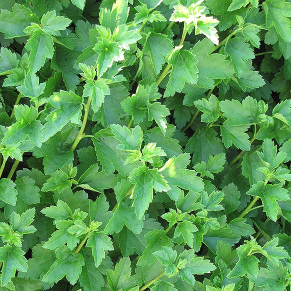 Ribes alpinum (Gadelier 'alpin')