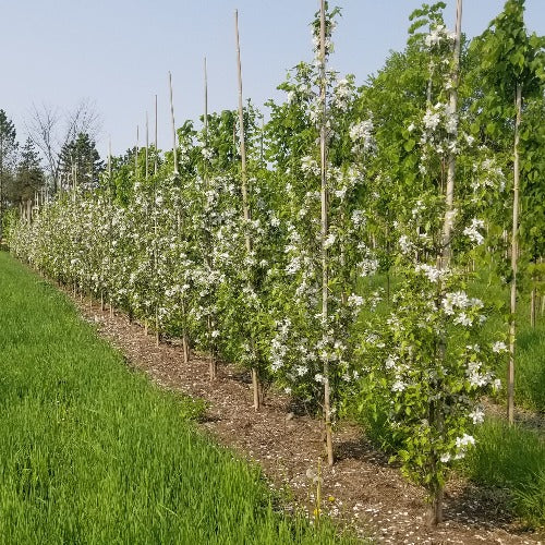 Malus 'Rinki' (Pommetier 'Rinki')