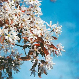 Amelanchier x grandiflora 'Robin Hill' (Amélanchier à grandes fleurs ‘Robin Hill’)