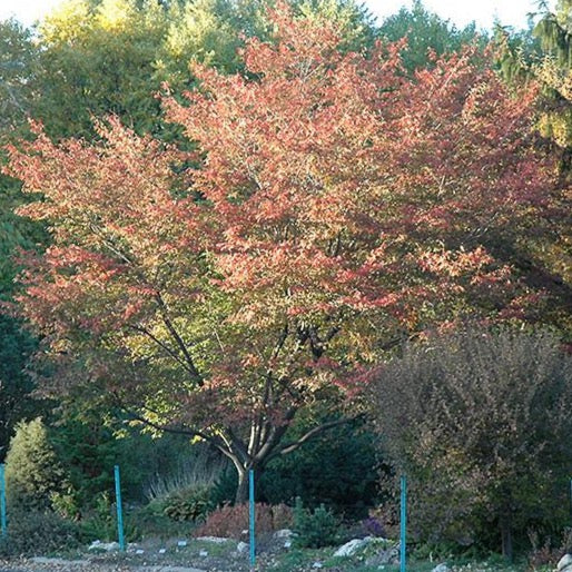 Amélanchier ‘Robin Hill’ (Amelanchier x grandiflora 'Robin Hill')