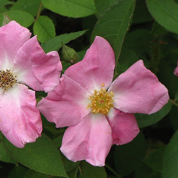 Rosa rugosa (Rosier rugueux)