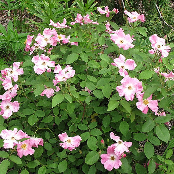 Rosa rugosa (Rosier rugueux)