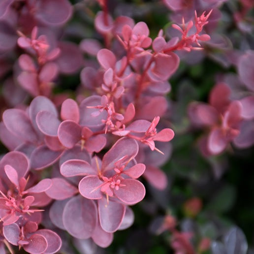 Berberis thunbergii 'Royal Burgundy' (Berberis thunbergii ‘Royal Burgundy’ (’Gentry’))