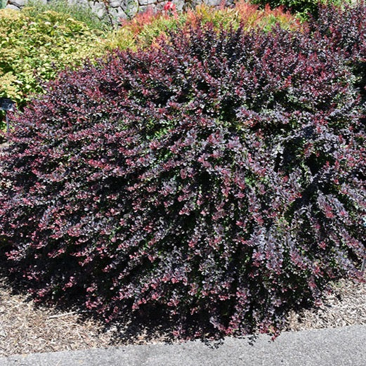 Berberis thunbergii 'Royal Burgundy' (Berberis thunbergii ‘Royal Burgundy’ (’Gentry’))