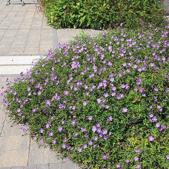 Geranium 'Rozanne' (Géranium vivace 'Rozanne')