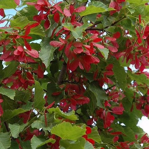 Érable de l’Amur ‘Ruby Slipper’ (Acer ginnala 'Ruby Slipper')