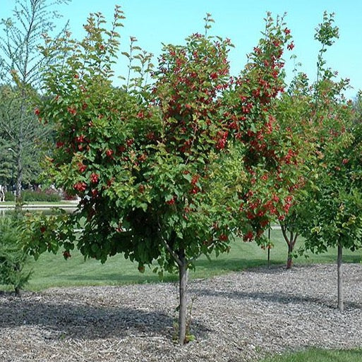 Érable de l’Amur ‘Ruby Slipper’ (Acer ginnala 'Ruby Slipper')