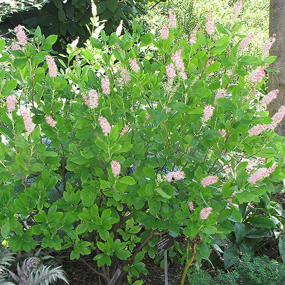 Clethra alnifolia 'Ruby Spice' (Clèthre ‘Ruby Spice’)