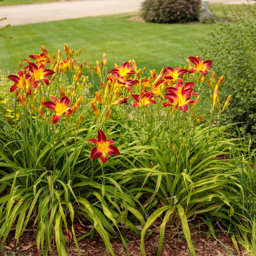 Hemerocallis 'Ruby Spider' (Hémérocalle 'Ruby Spider')