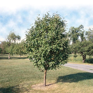 Sorbus x thuringiaca 'Fastigiata' (Sorbier à feuilles de chêne fastigié)