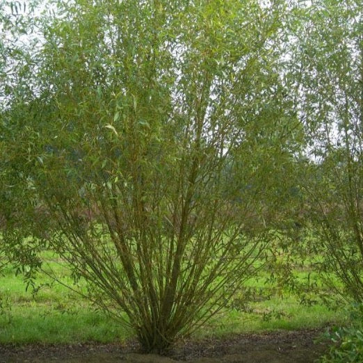 Salix viminalis (Saule des vaniers)