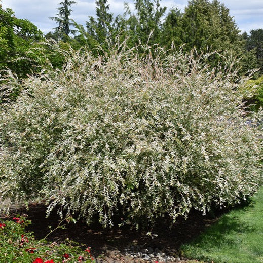 Salix integra 'Hakuro-nishiki' (Saule maculé ‘Hakuro Nishki’)