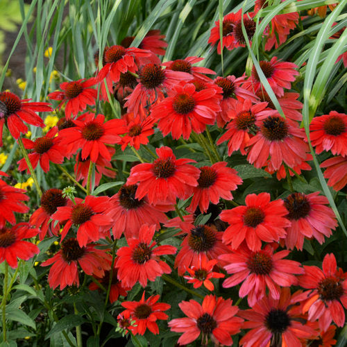 Echinacea x Sombrero Salsa Red (Échinacée 'Sombrero Salsa Red')