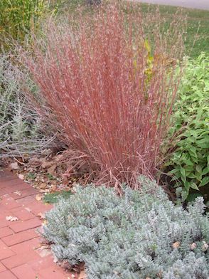 SCHIZACHYRIUM scoparium ‘The Blues’