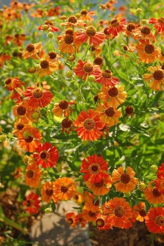 HELENIUM autumnale ‘Red Gold’