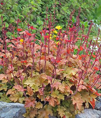 HEUCHERA ‘Marmelade’