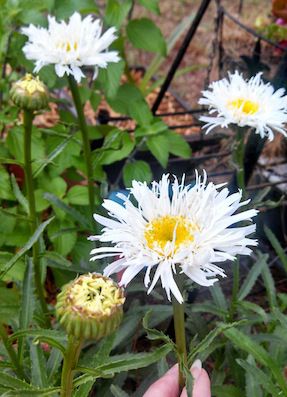 LEUCANTHEMUM ou Chrysanthemum ‘Aglaia’